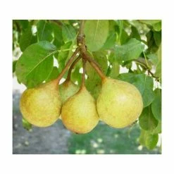 4-5ft 'Petite Poire' Pear Tree | Quince A Semi Dwarfing Rootstock | Bare Root