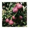 4-5ft 'Red Williams' Pear Tree | Quince A Semi Dwarfing Rootstock | Bare Root -Bare Root Sales Shop TR0446 main image 3f06