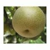 4-5ft 'Kumoi' Nashi Pear Tree | Pear Seedling Vigorous Rootstock | Bare Root -Bare Root Sales Shop TR0447 main image 189b