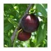 4-5ft 'Beauty' Plum Tree | SJA Semi Vigorous Rootstock | Bare Root -Bare Root Sales Shop TR0449 main image 4109