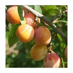 4-5ft 'Burbank Tangerine' Plum Tree | SJA Semi Vigorous Rootstock | Bare Root