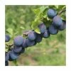 4-5ft 'Seneca' Plum Tree | SJA Semi Vigorous Rootstock | Bare Root 1 4-5ft 'Seneca' Plum Tree | SJA Semi Vigorous Rootstock | Bare Root -Bare Root Sales Shop TR0456 main image c633