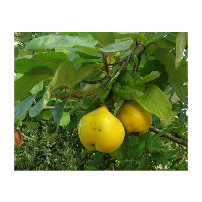 4-5ft 'Portugal / Lusitanica' Quince Tree | Quince A Semi Dwarfing Rootstock | Bare Root 3 4-5ft 'Portugal / Lusitanica' Quince Tree | Quince A Semi Dwarfing Rootstock | Bare Root