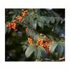 Sorbus 'Apricot Queen' | Rowan Tree | Bare Root | 120-150cm -Bare Root Sales Shop TR0500 main image adbe