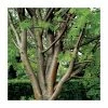 Sorbus aucuparia 'Beissneri' | Rowan Tree | Bare Root | 120-150cm 2 Sorbus aucuparia 'Beissneri' | Rowan Tree | Bare Root | 120-150cm -Bare Root Sales Shop TR0501 main image d42f
