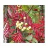 Sorbus discolor | Rowan Tree 1 Sorbus discolor | Rowan Tree -Bare Root Sales Shop TR0504 main image a2f7