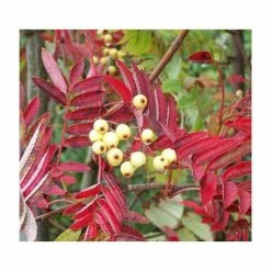 Sorbus discolor | Rowan Tree