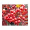 Sorbus 'Eastern Promise' | Rowan Tree -Bare Root Sales Shop TR0505 main image 9046