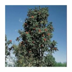 Sorbus × thuringiaca 'Fastigiata' | Bare Root | 120-150cm 9 Sorbus × thuringiaca 'Fastigiata' | Bare Root | 120-150cm -Bare Root Sales Shop TR0506 add image 1 4172