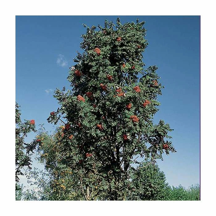 Sorbus × thuringiaca 'Fastigiata' | Bare Root | 120-150cm 5 Sorbus × thuringiaca 'Fastigiata' | Bare Root | 120-150cm - Image 3