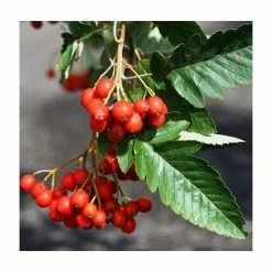 Sorbus × thuringiaca 'Fastigiata' | Bare Root | 120-150cm 11 Sorbus × thuringiaca 'Fastigiata' | Bare Root | 120-150cm -Bare Root Sales Shop TR0506 add image 3 759e