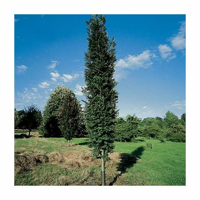 Sorbus × thuringiaca 'Fastigiata' | Bare Root | 120-150cm 3 Sorbus × thuringiaca 'Fastigiata' | Bare Root | 120-150cm