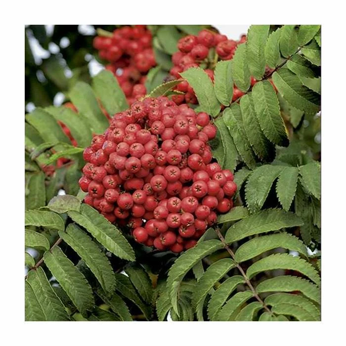 Sorbus × thuringiaca 'Fastigiata' | Bare Root | 120-150cm 4 Sorbus × thuringiaca 'Fastigiata' | Bare Root | 120-150cm - Image 2