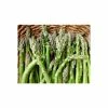20-30cm 5 x Asparagus Guelph Millennium Bare Root -Bare Root Sales Shop TR0591 main image f867