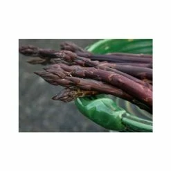 20-30cm 5 x Asparagus Pacific Purple Bare Root