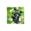 20-30cm Ben Hope' Blackcurrant Bush | Bare Root -Bare Root Sales Shop TR0596 main image ae59