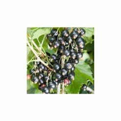 20-30cm Ben Tirran' Blackcurrant Bush | Bare Root