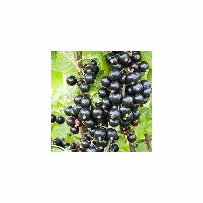 20-30cm Ebony' Blackcurrant Bush | Bare Root 3 20-30cm Ebony' Blackcurrant Bush | Bare Root
