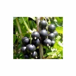 20-30cm Big Ben' Blackcurrant Bush | Bare Root