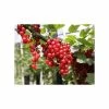 20-30cm Junifer' Redcurrant Bush | Bare Root 1 20-30cm Junifer' Redcurrant Bush | Bare Root -Bare Root Sales Shop TR0601 main image 2293