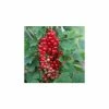 20-30cm Laxton's Number One' Redcurrant Bush | Bare Root -Bare Root Sales Shop TR0602 main image 08b3