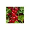 20-30cm Red Lake' Redcurrant Bush | Bare Root -Bare Root Sales Shop TR0603 main image ca0c