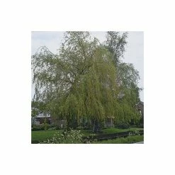 Salix x sepulcralis 'Chrysocoma' | Willow Tree -Bare Root Sales Shop TR06259L add image 1 a0c0
