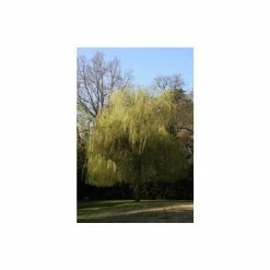 Salix x sepulcralis 'Chrysocoma' | Willow Tree -Bare Root Sales Shop TR06259L add image 2 cab9
