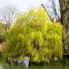 Salix x sepulcralis 'Chrysocoma' | Willow Tree -Bare Root Sales Shop TR06259L main image a979