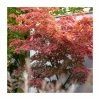 Acer palmatum | Japanese Maple Tree -Bare Root Sales Shop TR07003L main image e4bc