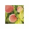 4-5ft 'Lacrima' Weeping Patio Peach Tree| SJA Semi Vigorous Rootstock | Bare Root -Bare Root Sales Shop TR1013BR main image 3cd7
