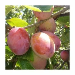 6ft 'Victoria' Plum Tree | SJA Semi Vigorous Rootstock | Bare Root Maiden | By Frank P Matthews™ -Bare Root Sales Shop TR1054 add image 2 b20f