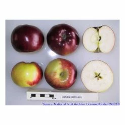 Malus 'Ballerina Flamenco®' | Apple Tree -Bare Root Sales Shop TR1100 add image 2 b9df