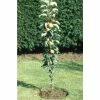 Malus 'Ballerina Flamenco®' | Apple Tree -Bare Root Sales Shop TR1100 main image 2d3a