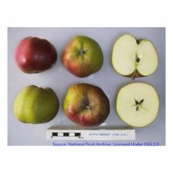 Malus 'Scotch Bridget' | Apple Tree 7 Malus 'Scotch Bridget' | Apple Tree -Bare Root Sales Shop TR1105 add image 2 8146