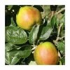 Malus 'Scotch Bridget' | Apple Tree -Bare Root Sales Shop TR1105 main image 1798