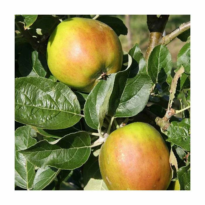 Malus 'Scotch Bridget' | Apple Tree 3 Malus 'Scotch Bridget' | Apple Tree