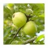 Malus 'Michelin' | Apple Tree -Bare Root Sales Shop TR1120 main image c487