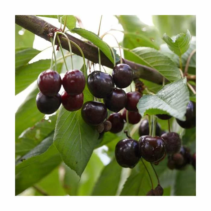 5ft 'Black Oliver' Cherry Tree | F.12.1 Very Vigorous Rootstock | Bare Root | By Frank P Matthews™ 3 5ft 'Black Oliver' Cherry Tree | F.12.1 Very Vigorous Rootstock | Bare Root | By Frank P Matthews™