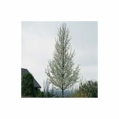 Pyrus calleryana 'Chanticleer' -Bare Root Sales Shop TR1275 add image 4 624d