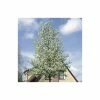 Pyrus calleryana 'Chanticleer' -Bare Root Sales Shop TR1275 main image ec52