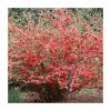 Chaenomeles speciosa | Japanese Quince | Bare Root | 20-50cm -Bare Root Sales Shop TR1306 main image 0a27