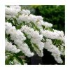 0.6-1.6ft Deutzia Scabra | Bare Root -Bare Root Sales Shop TR1308 main image e25a