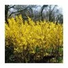 0.6-1.6ft 'Spectabilis' Golden Bells | Bare Root | Forsythia Intermedia