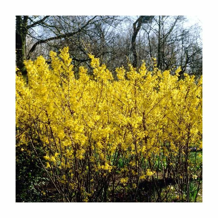 0.6-1.6ft 'Spectabilis' Golden Bells | Bare Root | Forsythia Intermedia 2 0.6-1.6ft 'Spectabilis' Golden Bells | Bare Root | Forsythia Intermedia
