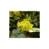 0.6-1.6ft Mahonia 'Oregon Grape' | Bare Root | Mahonia aquifolium 1 0.6-1.6ft Mahonia 'Oregon Grape' | Bare Root | Mahonia aquifolium -Bare Root Sales Shop TR1311 main image 79ac