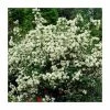 0.6-1.6ft Mock Orange | Bare Root | Philadelphus Virginal -Bare Root Sales Shop TR1312 main image cdf6