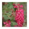 0.6-1.6ft 'King Edward VII' Flowering Currant | Bare Root | Ribes Sanguineum -Bare Root Sales Shop TR1314 main image 7801