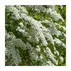 0.6-1.6ft Bridal Wreath | Bare Root | Spiraea Vanhouttei -Bare Root Sales Shop TR1316 main image 7e70