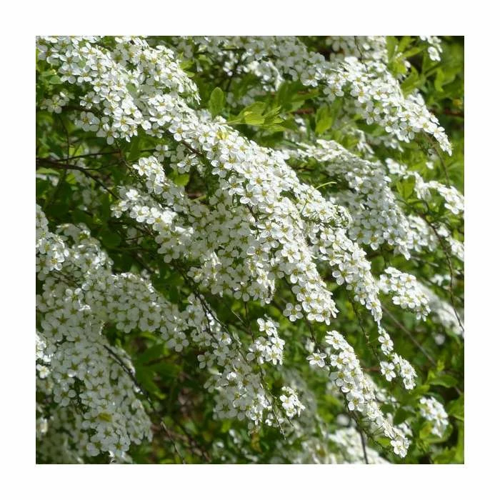 0.6-1.6ft Bridal Wreath | Bare Root | Spiraea Vanhouttei 3 0.6-1.6ft Bridal Wreath | Bare Root | Spiraea Vanhouttei